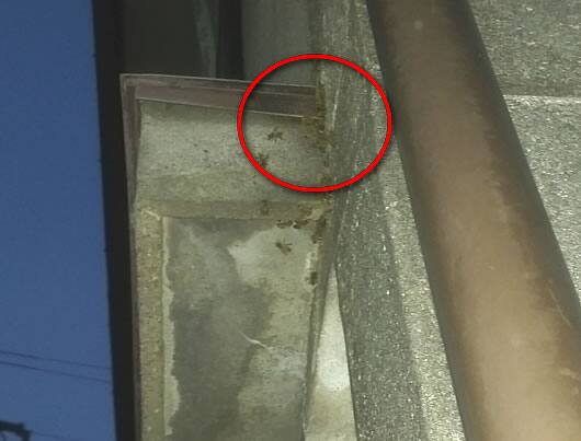 ミツバチ駆除天井裏